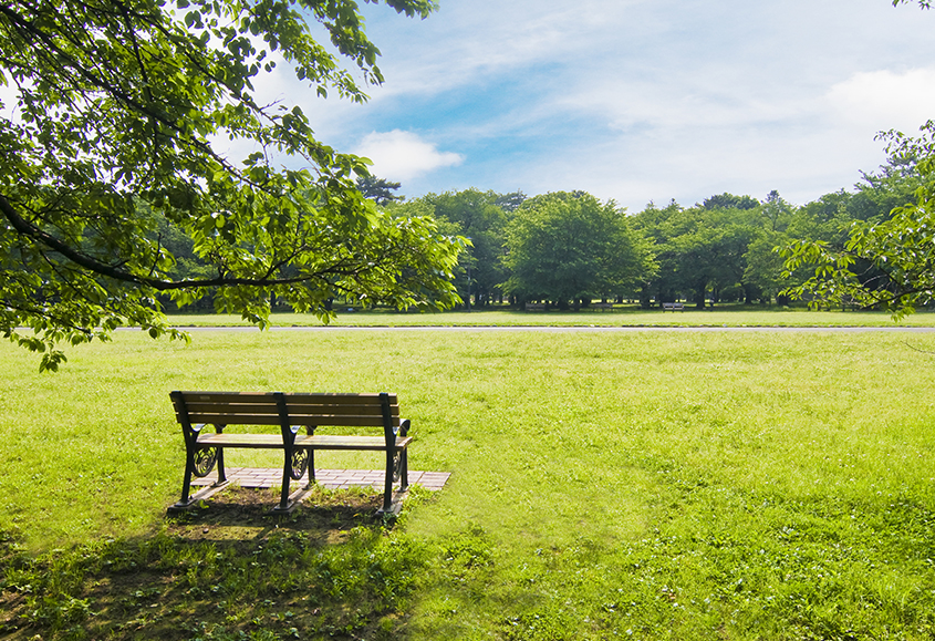 Park bench with green space and lush trees
